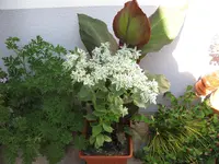 IMG_0439.webp