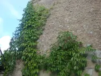 DSC09269.webp