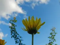Ringelblume_110.webp