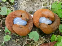 Schnecken_Gruppensex_002.webp