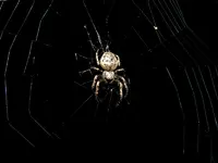 Spinne_002.webp