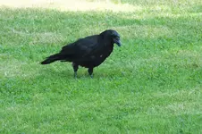 2012_0810Sommer0020.webp