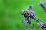 bumble bee on lavendula_1000.jpg