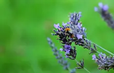 bumble bee on lavendula_1000.webp