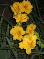 Taglilie  - Stella d Oro -.webp