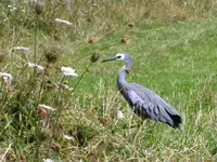 IMG_1722v.webp