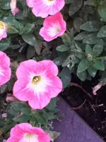 040.webp