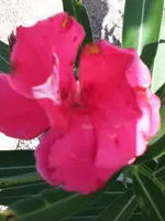 059.webp