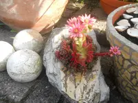 DSCN1460kl.webp