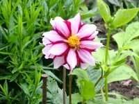 Dahlie (2).webp