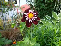 Dahlie (3).webp