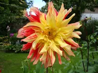 Dahlie Feuervogel.webp