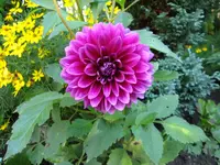 Dahlie3.webp