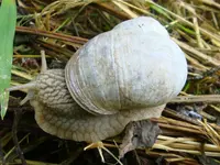 Weinbergschnecke.webp