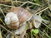 Weinbergschnecke (2).webp