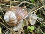 Weinbergschnecke (2).jpg