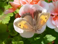 Braune Waldvogel.webp