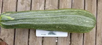 record_zucchini.webp