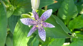 DSCN3617.webp