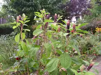 Juli August 2012 088.webp
