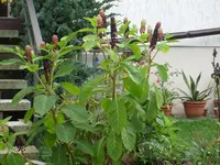 Juli August 2012 090.webp
