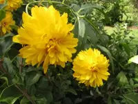 028.webp