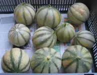 IMG_4881_Melonenkiste.webp