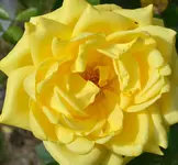 DSC_9922 gelbe Rose.webp