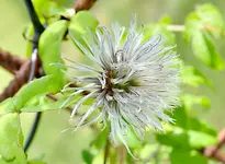 DSC_9925 Clematis verblüht.webp