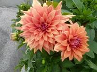P1020680.webp