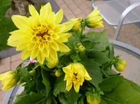 P1020688.webp