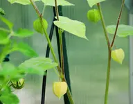 Physalis reift_600.webp
