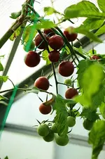 Black Cherry_500.webp