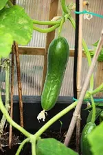 große Mini_Salatgurke_400.webp