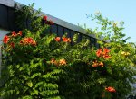 Campsis Radicans und Flavia_900.JPG