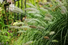 Lampenputzer_Gras_1280.webp