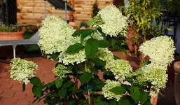 die Limelight_900.webp