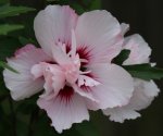 Hibiscus 120821.jpg