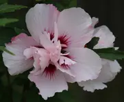 Hibiscus 120821.webp