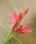 Wassergladiole 120821.jpg