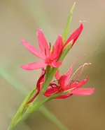 Wassergladiole 120821.webp