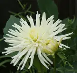 weisse Dahlie 120821.webp