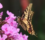 Schmetterling 120821_2.jpg