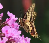 Schmetterling 120821_2.webp