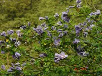 DSC04225.webp