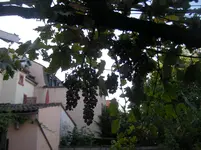 Weintrauben krank 001.webp