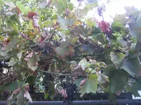 Weintrauben krank 003.webp