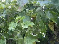 Weintrauben krank 004.webp