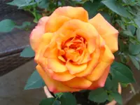 DSC09796.webp