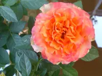 DSC09798.webp